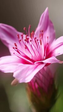 Timelapse of a nerine flower blooming in soft pink tones, with delicate filaments dancing in sunlight, creating an airy and elegant visual. Created with generated AI.