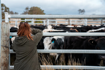 female farmer herding cows on a farm, growing and working with the land and growing meat. women in...
