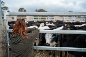 female farmer herding cows on a farm, growing and working with the land and growing meat. women in agriculture producing Angus, wagyu, Murray grey cattle, being grown on a farm in Australia..