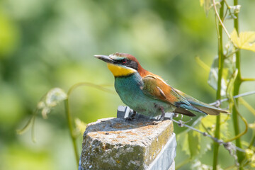 Il gruccione, Merops apiaster, nel filare di vite.