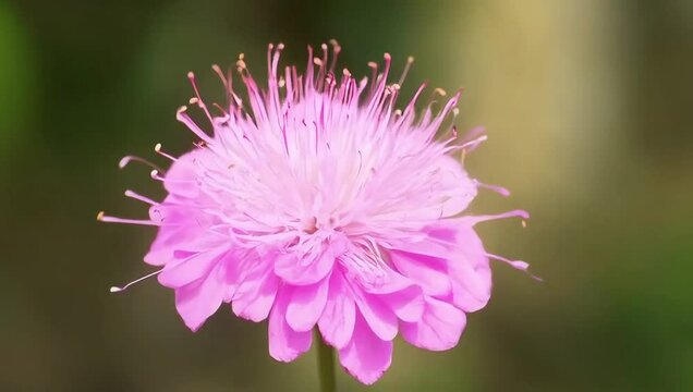 Timelapse of a nerine flower blooming in soft pink tones, with delicate filaments dancing in sunlight, creating an airy and elegant visual. Created with generated AI.