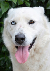 White Husky Mix with Heterochromia and Tongue Out