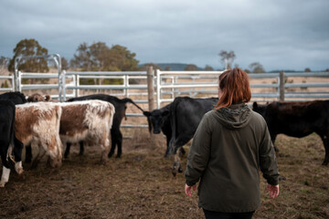 female farmer herding cows on a farm, growing and working with the land and growing meat. women in agriculture producing Angus, wagyu, Murray grey cattle, being grown on a farm in Australia..