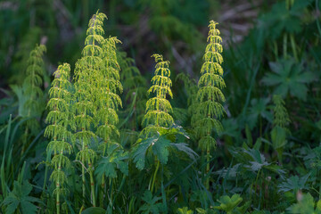 Field horsetail or Common horsetail (Equisetum arvense)