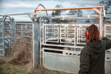 Female Farmer Operating a Cattle Crush in Australian Stockyards. Showcasing Modern Livestock...