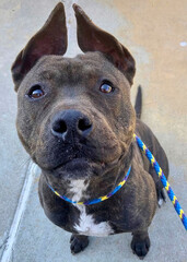 Pitbull Mix with Upright Ears and Wide Eyes