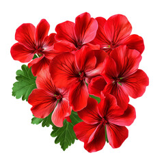 Radiant Red Geraniums: An overhead view captures a vibrant bouquet of radiant red geraniums, their petals delicately arranged with verdant green leaves, embodying the essence of nature's beauty.