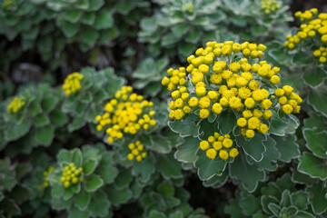 Bush of Ajania pacifica, or the gold and silver chrysanthemum in garden. It is a mound-forming perennial plant native to Japan