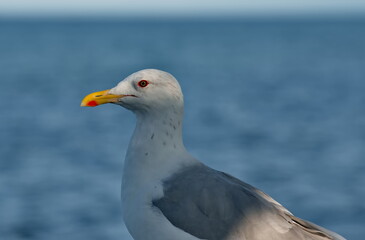Russia. Irkutsk region. Portrait of a laughing seagull (Mongolian seagull) against the background of the waves of Lake Baikal on the embankment of the city of Slyudyanka.