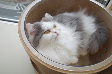 A long-haired cat with white and grey fur and golden eyes comfortably lounges in a stylish round wooden pet bed near a window 