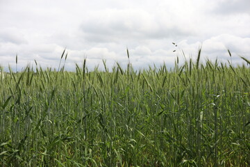 Obraz premium Lush Green Wheat Field Under Cloudy Sky in Rural Countryside