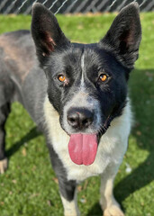 Black and White Husky Mix with Tongue Out