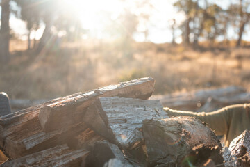 female famer Loading Firewood on a ute Preparing for Winter with Sustainable Home Heating. Hardworking Hands Gathering Wood for a Warm stacking wood pile in australia