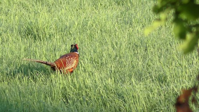 majest&auml;tischer farbenfroher Fasan auf gr&uuml;ner Wiese in freier Wildbahn &ndash; ausdrucksstarke Wildtierfotografie f&uuml;r Naturprojekte, Umweltkampagnen und authentische l&auml;ndliche Bildwelten
