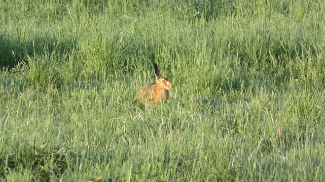 aufmerksamer sch&ouml;ner Feldhase auf gr&uuml;ner Fr&uuml;hlingswiese &ndash; lebendige Natur, zartes Licht und l&auml;ndliche Harmonie in einer friedlichen, detailreichen Wildtieraufnahme, Tier, Nagetier, heimisch