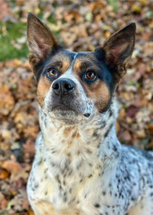 Blue Heeler Mix Looks Up in Autumn Leaves