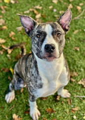 Brindle Pitbull Mix Sitting on Grass
