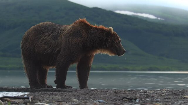Grizzly Bear scouting for Salmon fish in a river stream at Kamchatka, Russian federation