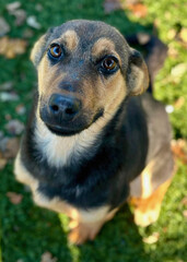 German Shepherd Mix with Curious Gaze