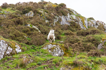 Lone sheep stands on a rocky outcrop in Welsh mountains , checking the view and making sure no...