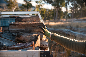 female famer Loading Firewood on a ute Preparing for Winter with Sustainable Home Heating. Hardworking Hands Gathering Wood for a Warm stacking wood pile in australia