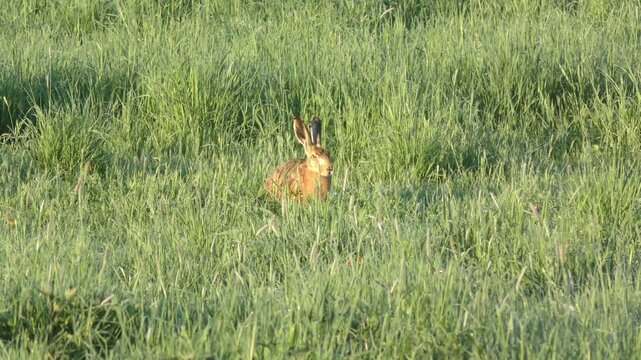 aufmerksamer sch&ouml;ner Feldhase auf gr&uuml;ner Fr&uuml;hlingswiese &ndash; lebendige Natur, zartes Licht und l&auml;ndliche Harmonie in einer friedlichen, detailreichen Wildtieraufnahme, Tier, Nagetier, heimisch