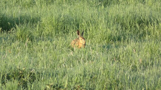 aufmerksamer sch&ouml;ner Feldhase auf gr&uuml;ner Fr&uuml;hlingswiese &ndash; lebendige Natur, zartes Licht und l&auml;ndliche Harmonie in einer friedlichen, detailreichen Wildtieraufnahme, Tier, Nagetier, heimisch