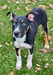 Alert Black and White Terrier Mix in Leaves