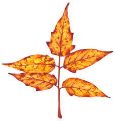  Watercolor illustration of a branch with vibrant autumn leaves in warm orange and yellow tones. Perfect for seasonal design, greeting cards, and fall-themed decor.