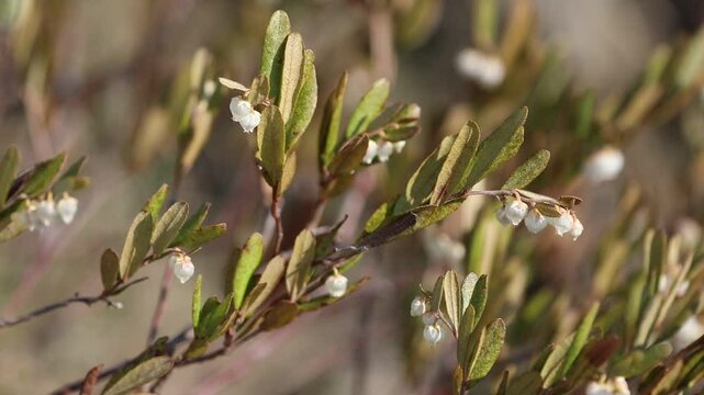 Chamaedaphne calyculata.  A flowering plant in spring in the Arctic
