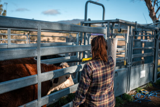 Female Farmer Operating a Cattle Crush in Australian Stockyards. Showcasing Modern Livestock Handling, Safety Practices, and Dedicated Animal Welfare, herding livestock on a farm in australia
