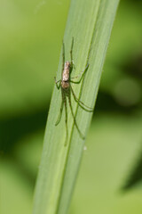 Spider on a green leaf, small green-yellow aranea with long forelegs, green background, spider with long forelegs vertical, eight-legged