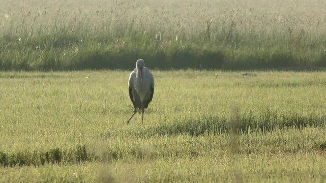 Majest&auml;tischer Storch in Nahaufnahme, Beeindruckende Tierfotografie auf gr&uuml;ner Wiese &ndash; perfekt f&uuml;r Natur-, Tier- und Umweltthemen