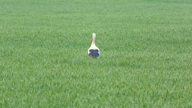 Majest&auml;tischer Storch in Nahaufnahme, Beeindruckende Tierfotografie auf gr&uuml;ner Wiese &ndash; perfekt f&uuml;r Natur-, Tier- und Umweltthemen
