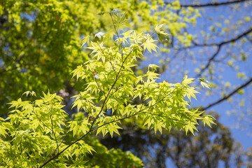 Blätter eines Ginkgobaumes 