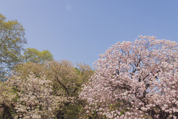 Fototapeta premium Krischbäume in Tokyo