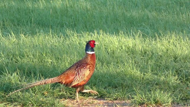 Farbenfroher Fasan auf gr&uuml;ner Wiese &ndash; ausdrucksstarke Wildtierfotografie f&uuml;r Naturprojekte, Umweltkampagnen und authentische l&auml;ndliche Bildwelten, Jagdfasan