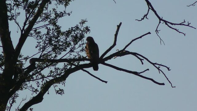 Majest&auml;tischer Busard auf einem Ast &ndash; Greifvogel f&uuml;r Naturfotografie, Wildtier, Natur