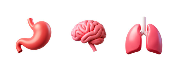 Stomach, Brain, Lungs, Organs, Set of Three 3D Icon &ndash; Glossy Minimal Emoji Style, Isolated PNG objects