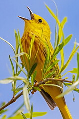 yellow warbler