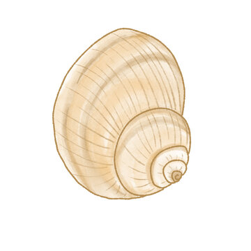 Brown sea shell illustration on isolated background