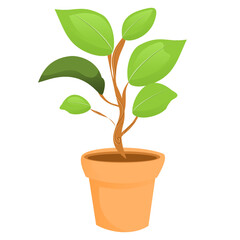 plant in pot with isolated background