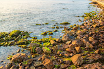 Coastal Rocks Covered in Moss at Sunrise