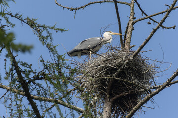 Reiher im Nest