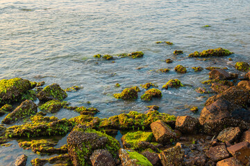 Coastal Rocks Covered in Green Algae