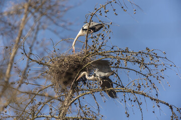 Reiher im Nest