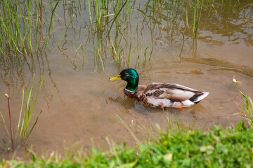 Obraz premium Mallard duck swimming in the lake