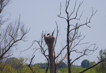 Stork in far distance, stork in eyrie surrounded by trees, stork nest, nest building, mating season, large white bird with red beak, Ciconiidae