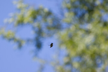 Red kite in the far distance in flight, red kite soaring in the sky, flying red kite framed by blue sky and green blurred leaves, freedom, free like a bird of prey, fly and be free, Milvus milvus