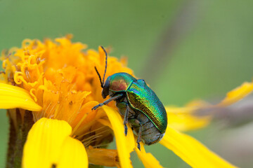 Rosenk&auml;fer auf gelber Blume